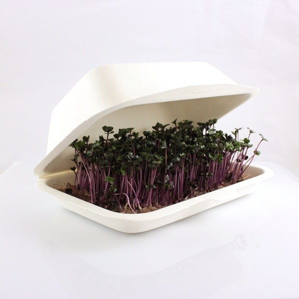 microbox cervena kapusta